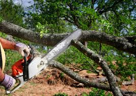 Best Hazardous Tree Removal  in Arlington Heights, PA